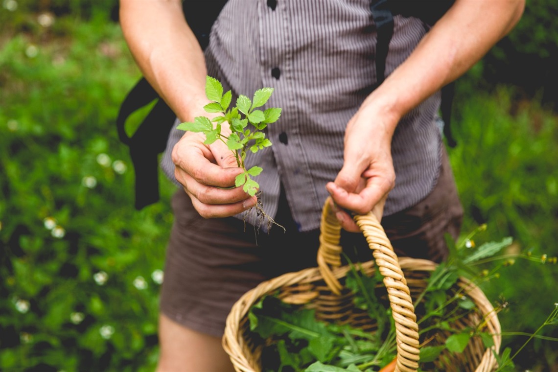 Person Holding Weeds