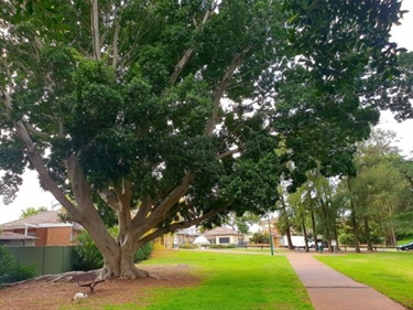 Pedestrian walkway surrounded by grass and large tree nearby
